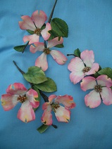 Dogwood Flowers Feb13